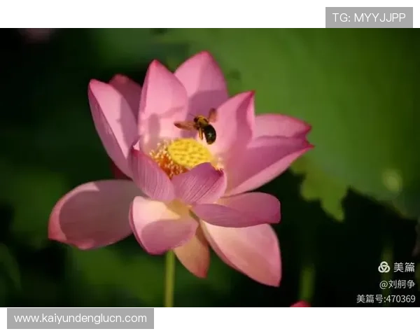 开云手机版app下载链接免费获取，海量游戏资源一键下载尽享精彩内容